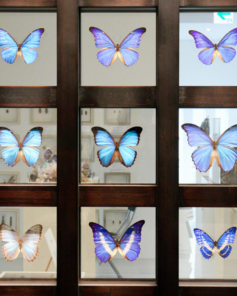 300種類以上の蝶と出会える、地球規模の昆虫ワールド